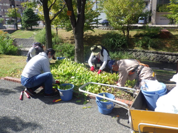 南4条でスズランの刈込みをするお助け隊