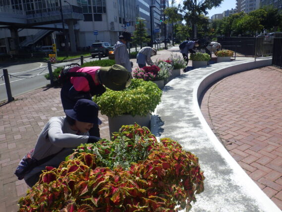 大通ブロックのコンテナ花壇のお手入れをする花くらぶ