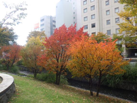 南4条のチシマザクラの紅葉の様子