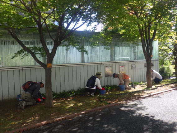 南4条でスズランの刈込みをするお助け隊