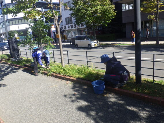 南2条でヘメロカリスの刈込み作業をする植物ボランティア