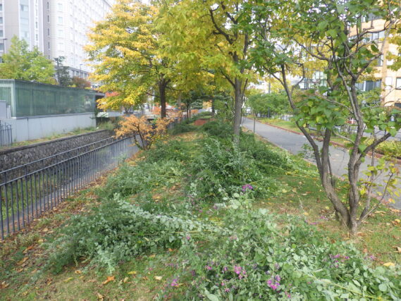 ハギの刈取り作業の様子