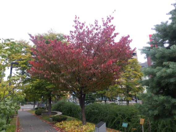 北1条西側のエゾヤマザクラの紅葉