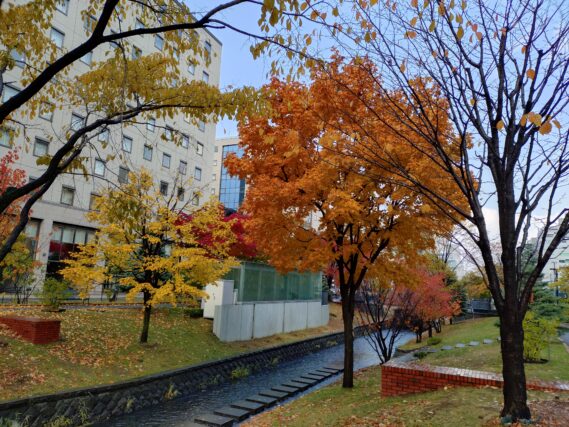 10月28日の南4条のイタヤカエデの紅葉