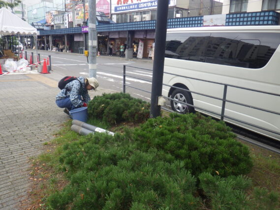 モンタナマツの剪定をする植物ボランティア