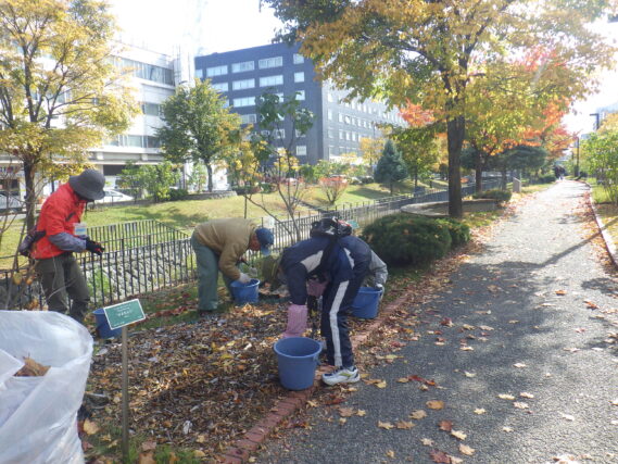 スズランの刈取り作業をする花くらぶ