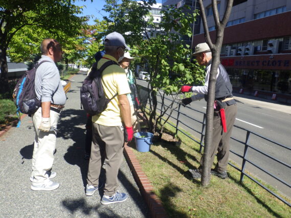 笠先生の指導を受けてライラックの秋剪定をする植物ボランティア