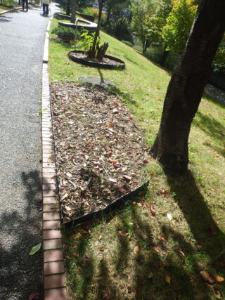 10月8日に地上部を刈り取られたスズラン花壇