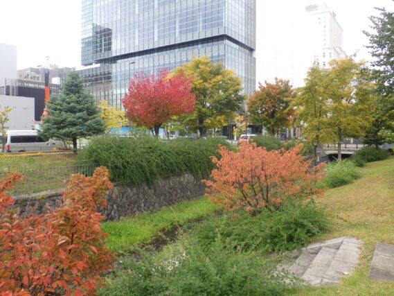 北1条のエゾヤマザクラとチシマザクラなどの紅葉