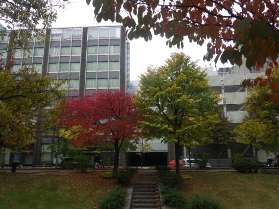 南1条西側のエゾヤマザクラとシナノキの紅葉