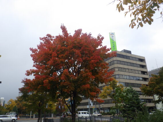 北1条のイタヤカエデの紅葉の様子