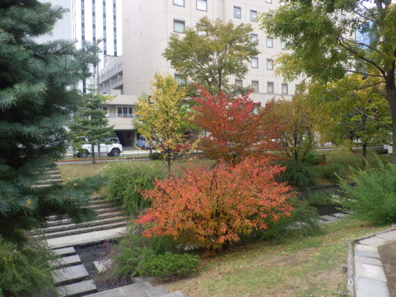 南4条のチシマザクラの紅葉