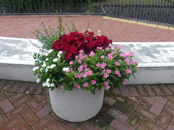 大通ブロックのコンテナ花壇