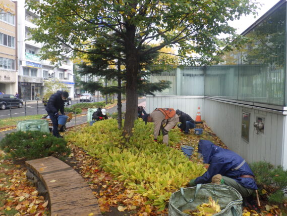 南2条でスズランの刈込みをするお助け隊