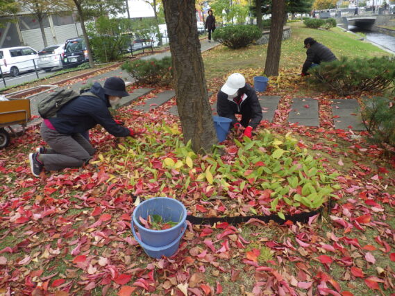 南1条でスズランの刈込みをするお助け隊