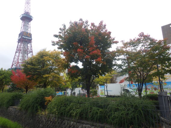 北1条西側の赤く紅葉しているイタヤカエデ