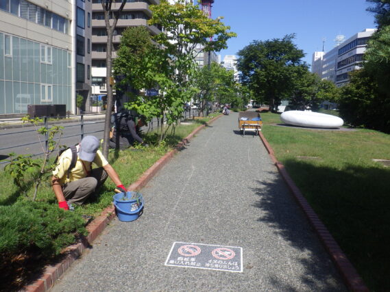 ライラックの株元の除草をする植物ボランティア