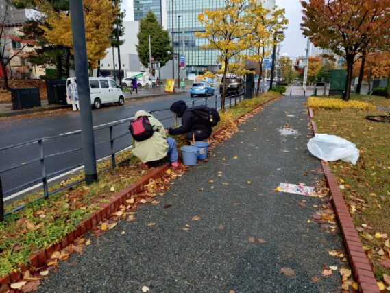 大通ブロックでヘメロカリスの刈込み作業をする植物ボランティア