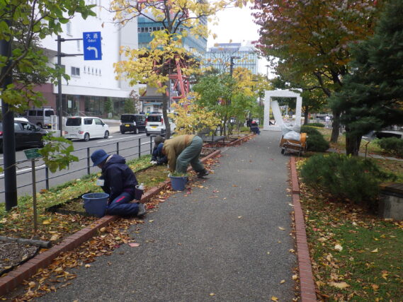 南1条でヘメロカリスの刈込み作業をする植物ボランティア