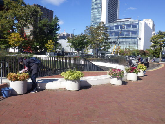 まんなか広場コンテナ花壇のお手入れをする花くらぶ