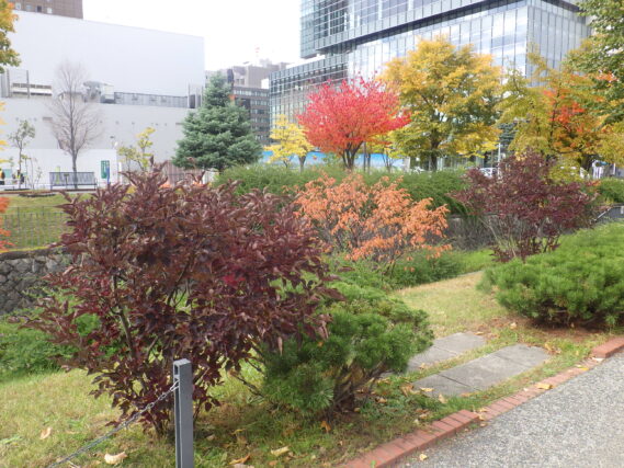 北1条のライラックのミスキムなどの紅葉の様子