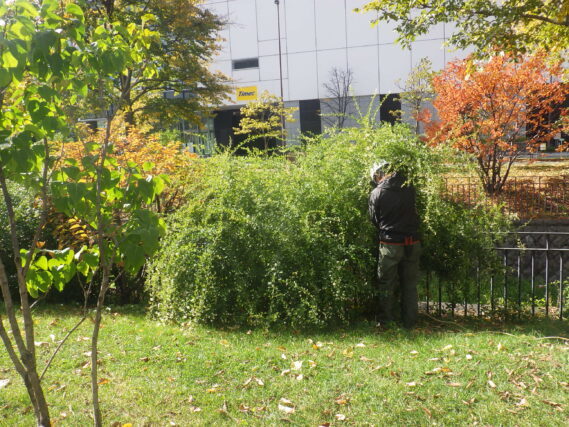 「秋も終盤、紅葉の進む中ハギの刈取り開始」の画像