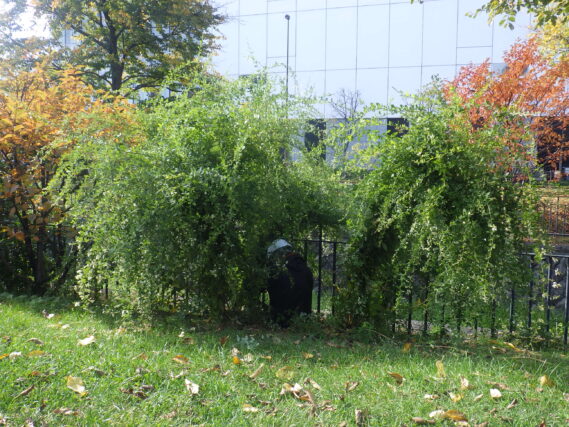 ハギの刈取り作業の様子