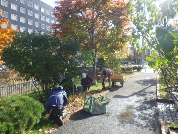 北1条でスズランの刈込みをするお助け隊