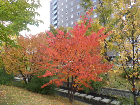 南4条のチシマザクラの紅葉の様子