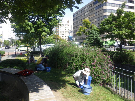 芝生の中の除草をする除草ボランティア