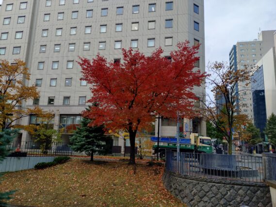 10月28日の南4条のエゾヤマザクラの紅葉