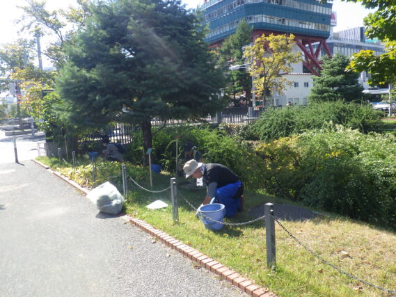 北1条で芝生の除草をする除草ボランティア