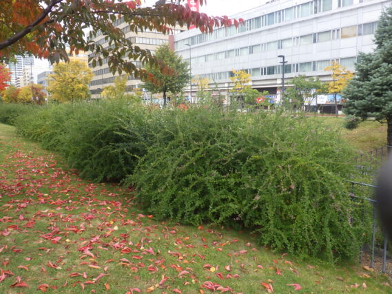 花が終わって刈取りを待つハギ