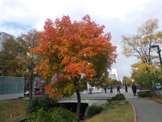 南3条のイタヤカエデの紅葉の様子