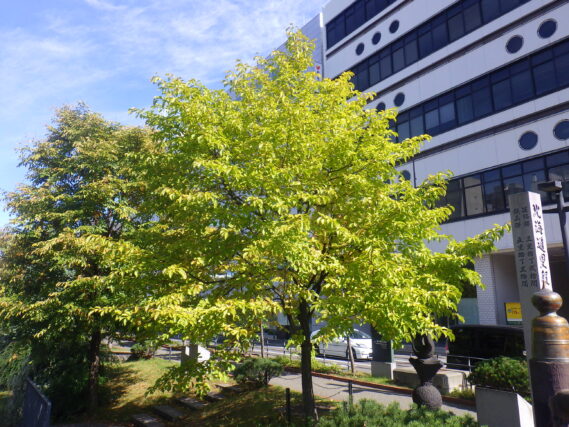 9月28日の南1条のキタコブシの様子