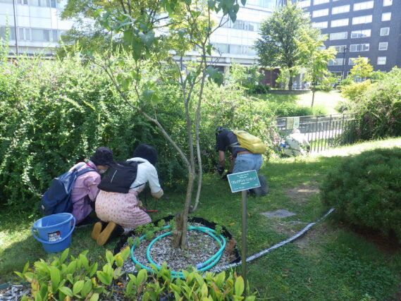 芝生の中の除草をする除草ボランティア