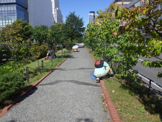 ライラックの株元の除草をする植物ボランティア