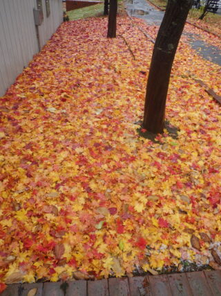 ヤマモミジの紅葉した葉が落ちた様子