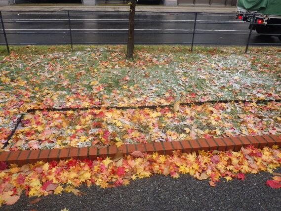 みぞれの降った園内の様子