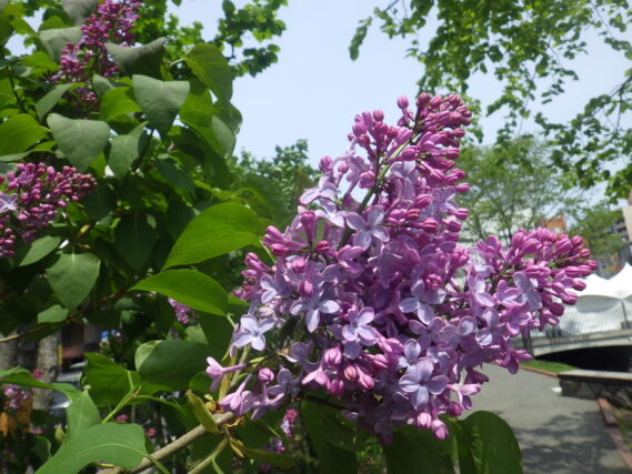 ライラック紫の花