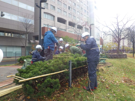 モンタナマツの冬囲いをする様子