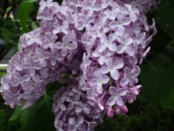 ライラック紫の花