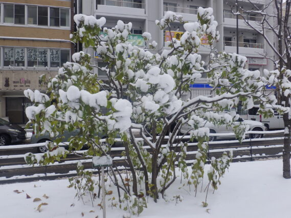 積雪のライラックの様子