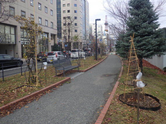 南4条のライラックなどの冬囲いの様子