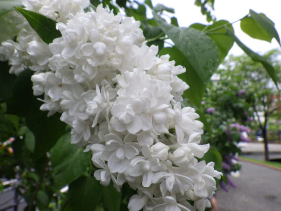 ライラック白の花