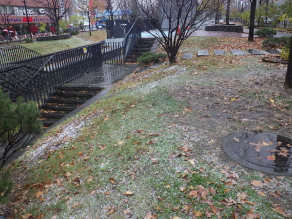 みぞれの降った園内の様子