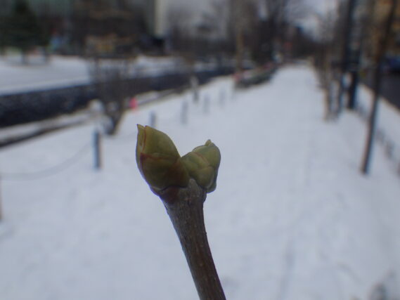 ライラックの冬芽の様子