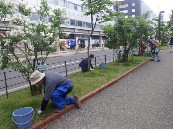ライラックの柵下で除草をする除草ボランティア（2025年度）
