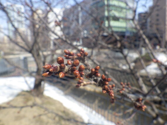 チシマザクラの芽