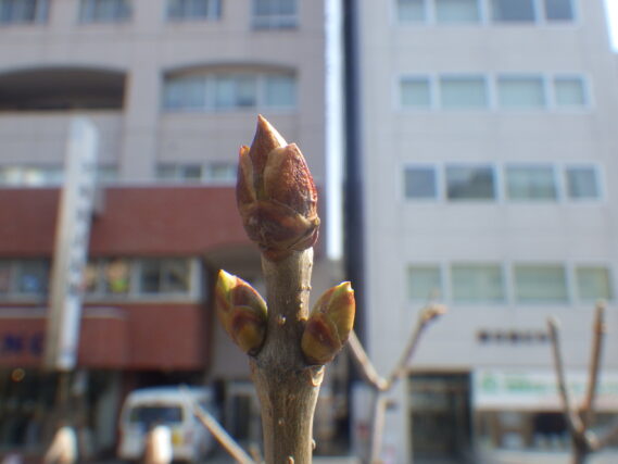 ウスゲシナハシドイの芽